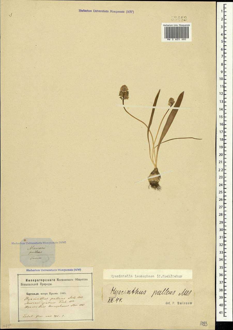 Hyacinthella leucophaea (K.Koch) Schur, Crimea (KRYM) (Russia)