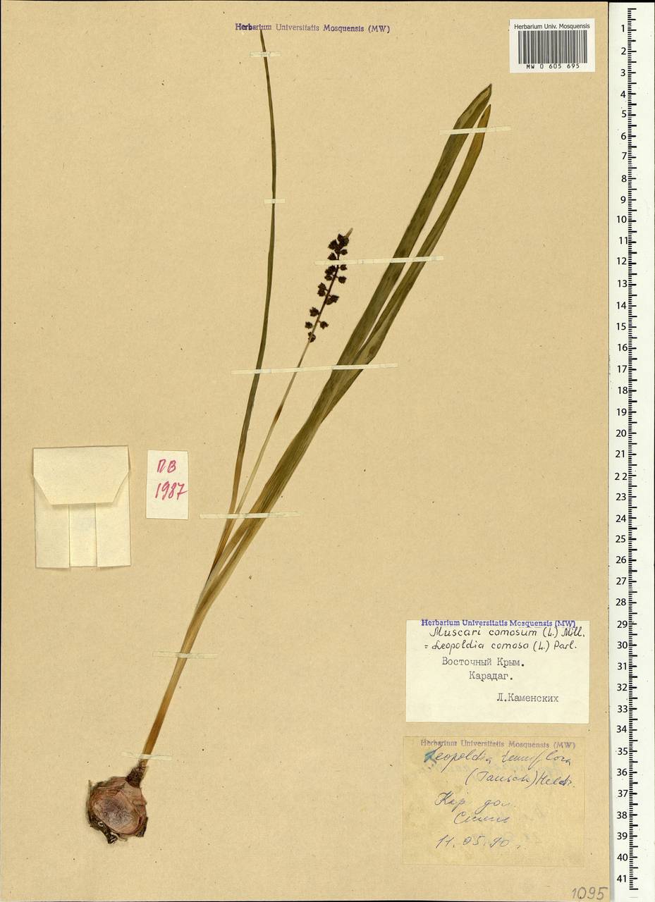 Muscari comosum (L.) Mill., Crimea (KRYM) (Russia)