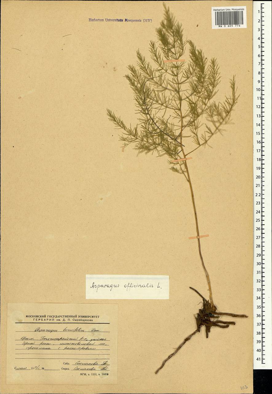 Asparagus officinalis L., Crimea (KRYM) (Russia)