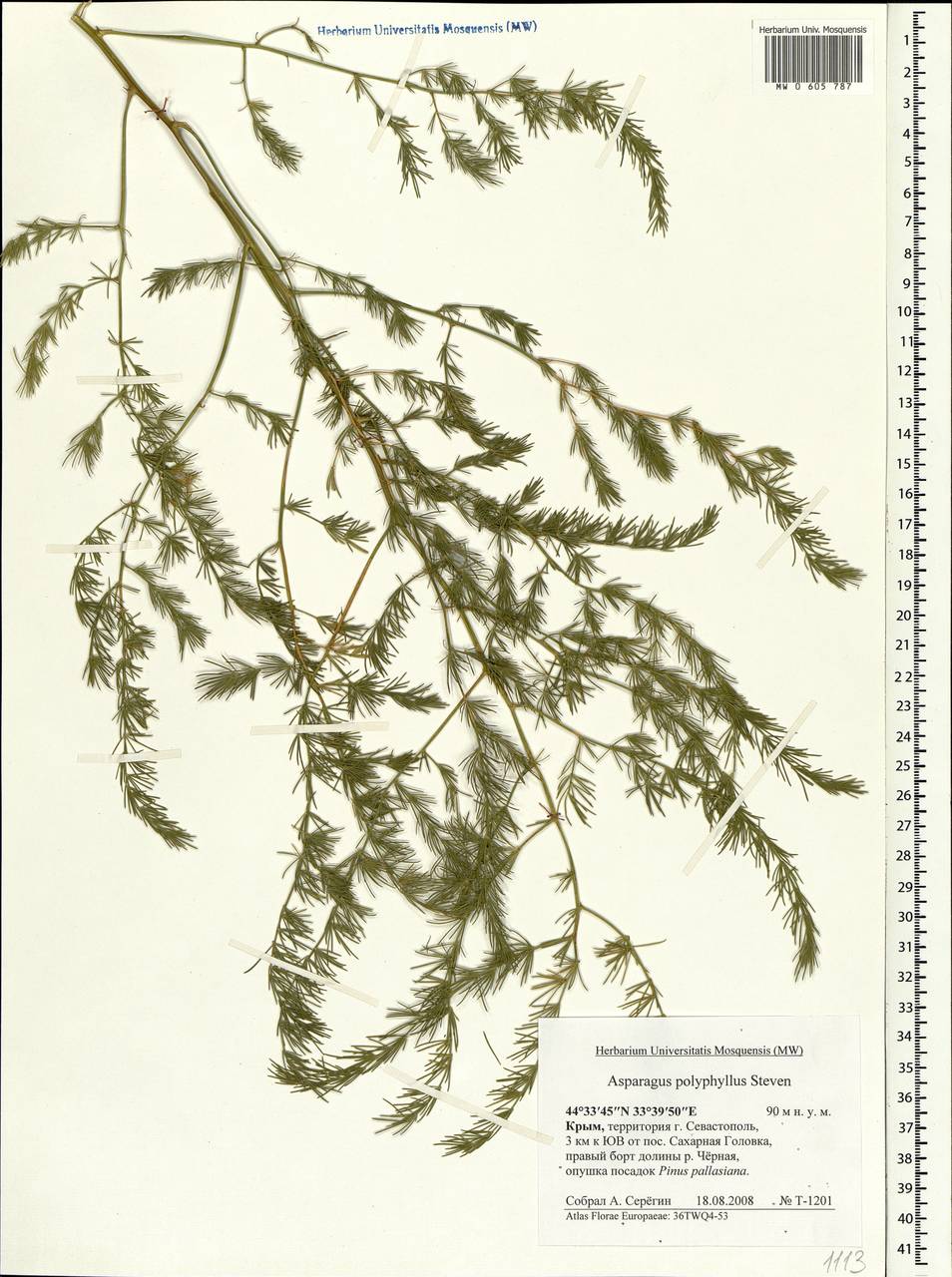 Asparagus officinalis L., Crimea (KRYM) (Russia)