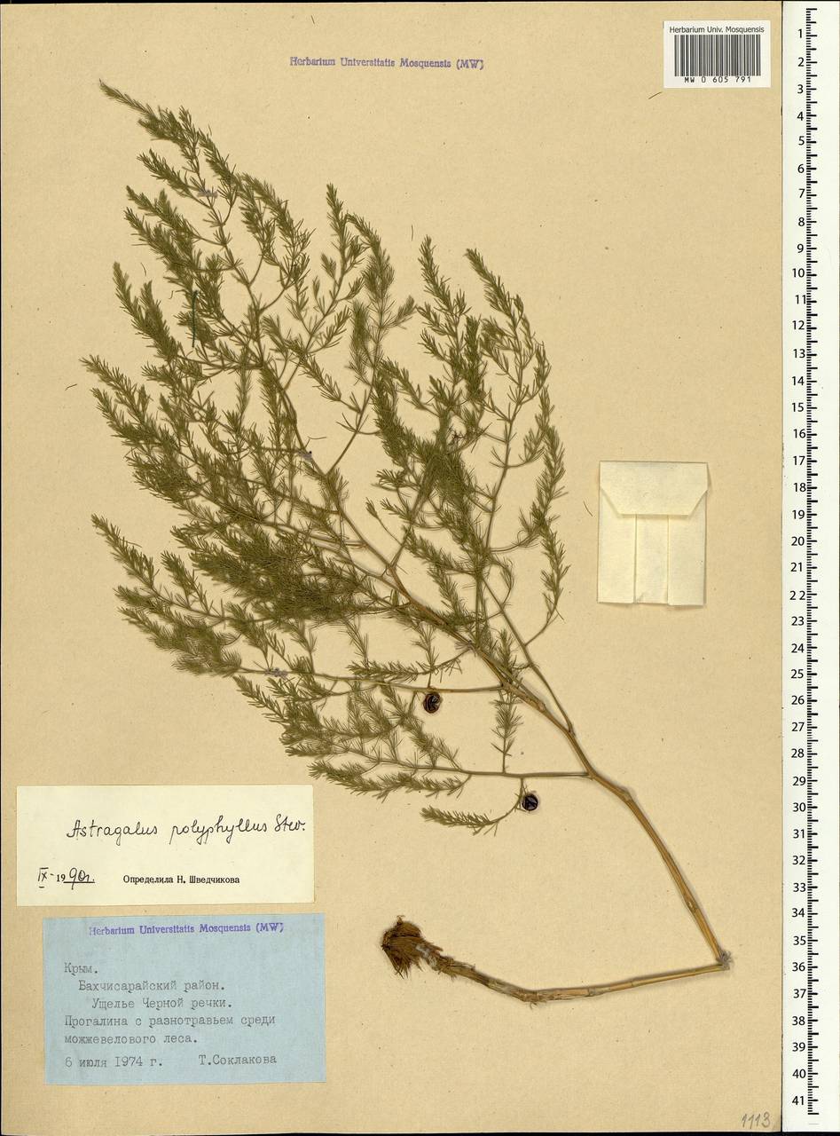 Asparagus officinalis L., Crimea (KRYM) (Russia)