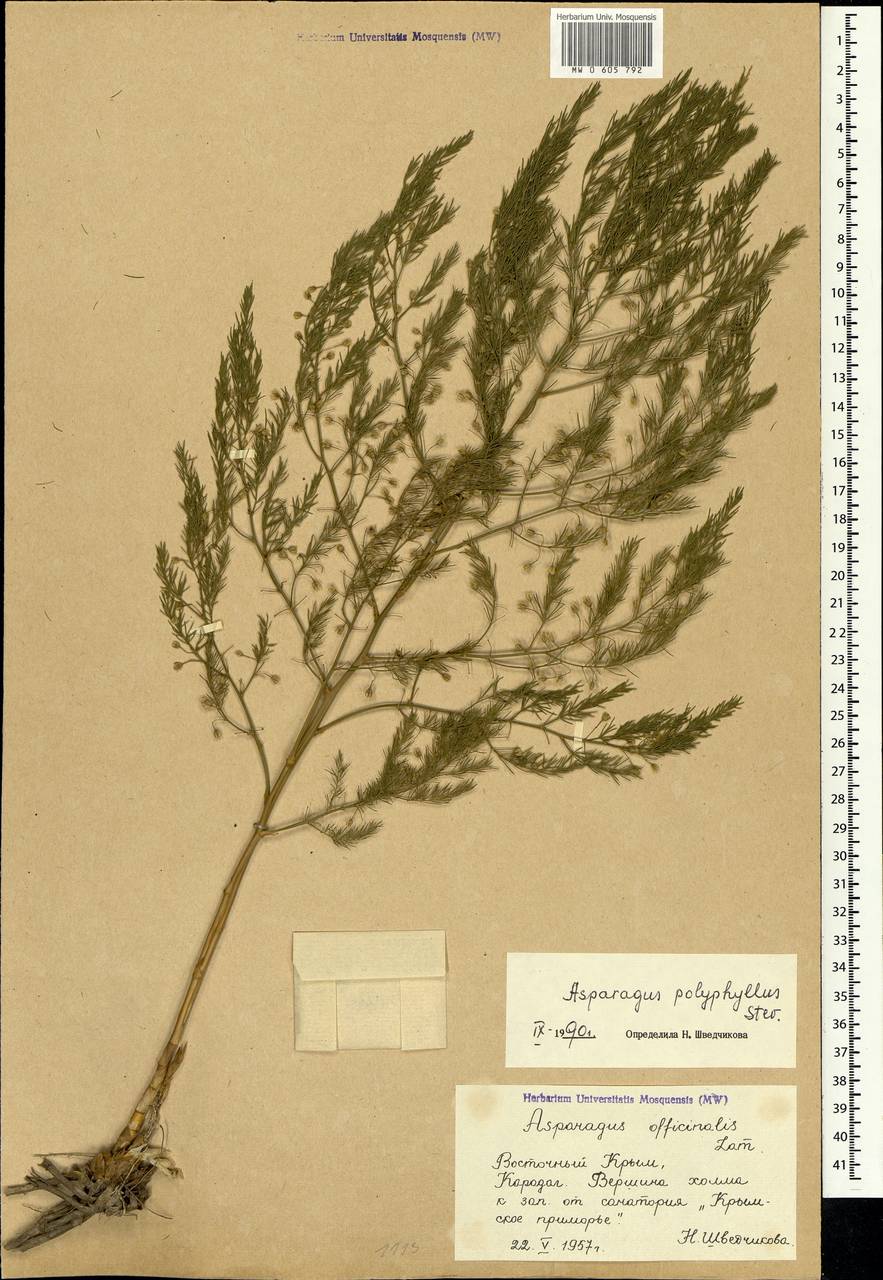 Asparagus officinalis L., Crimea (KRYM) (Russia)