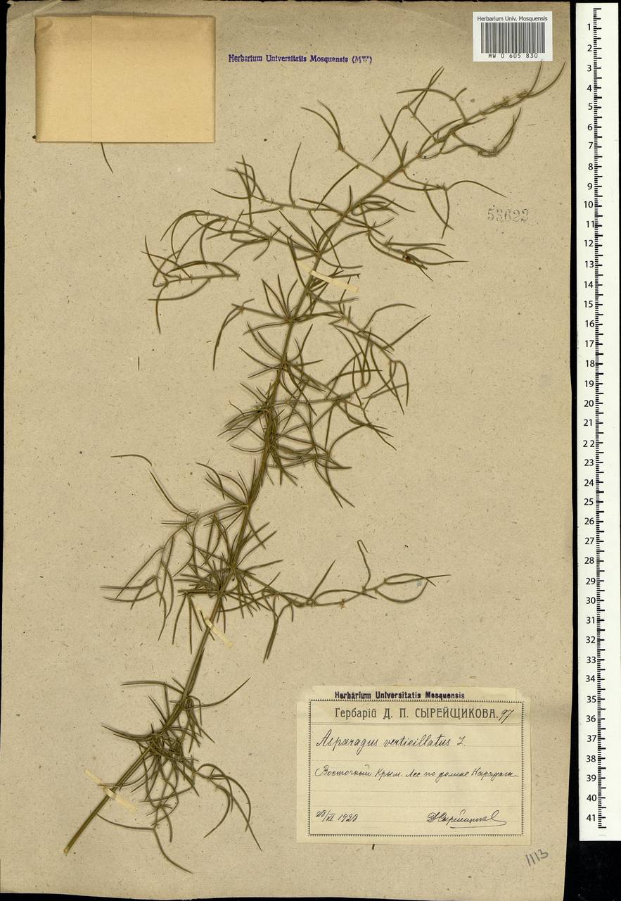 Asparagus verticillatus L., Crimea (KRYM) (Russia)