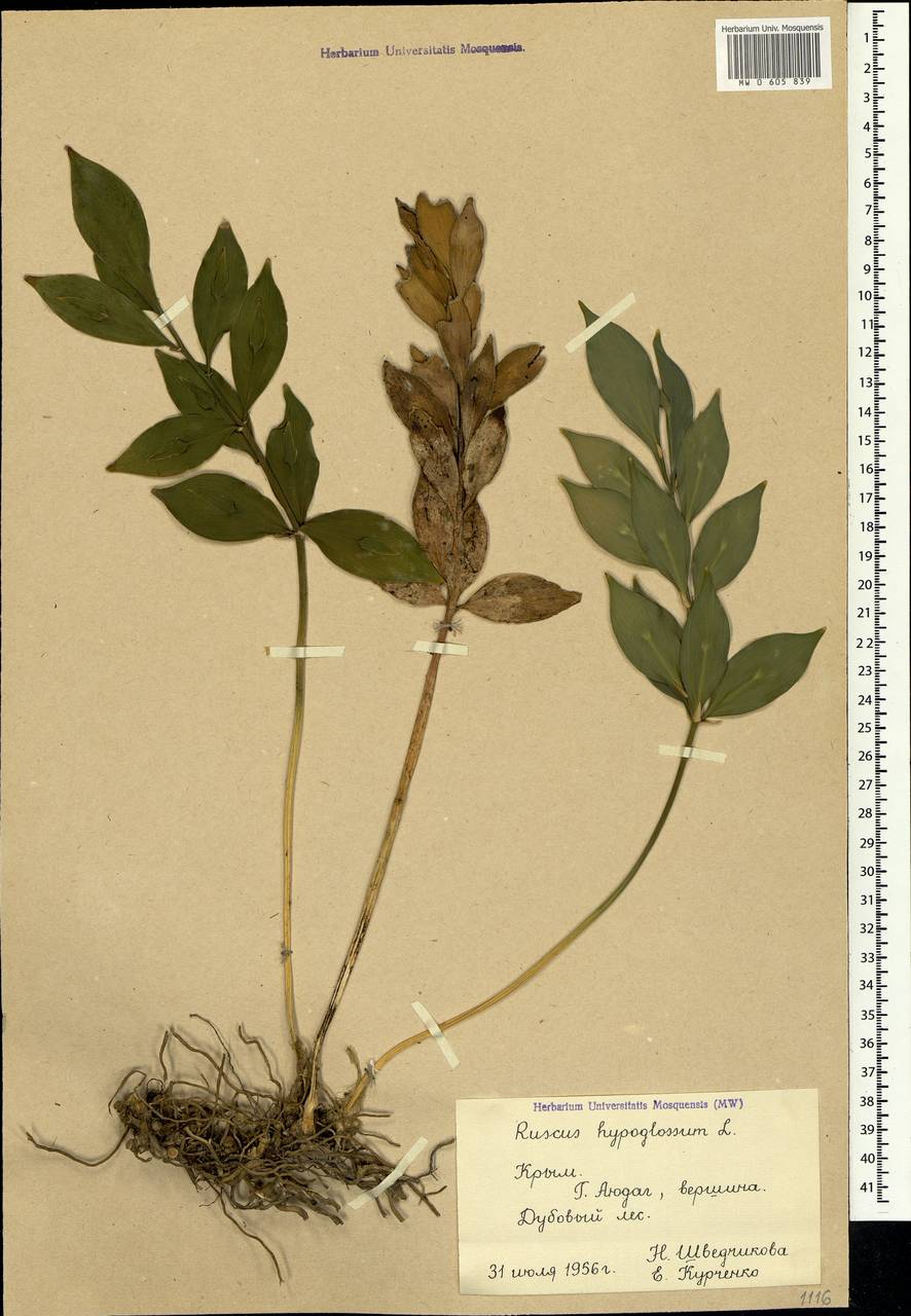 Ruscus hypoglossum L., Crimea (KRYM) (Russia)