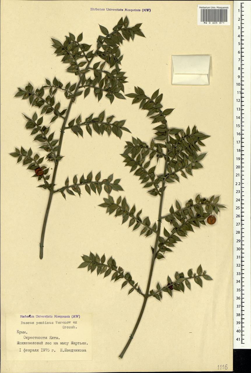 Ruscus aculeatus L., Crimea (KRYM) (Russia)