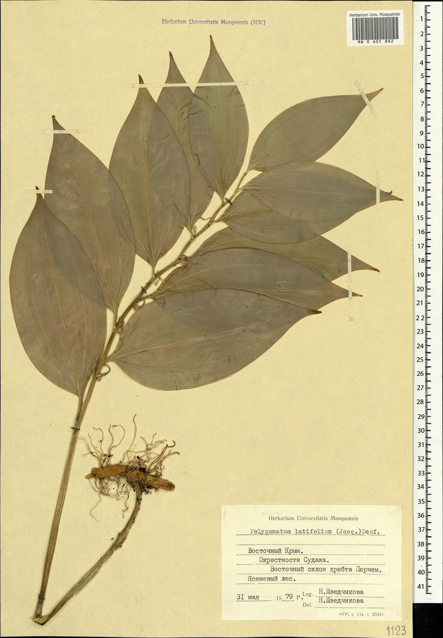 Polygonatum latifolium (Jacq.) Desf., Crimea (KRYM) (Russia)