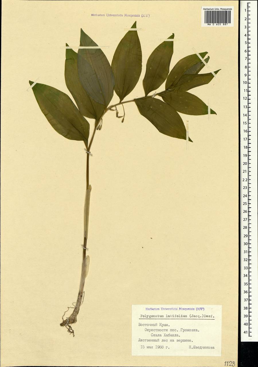 Polygonatum latifolium (Jacq.) Desf., Crimea (KRYM) (Russia)