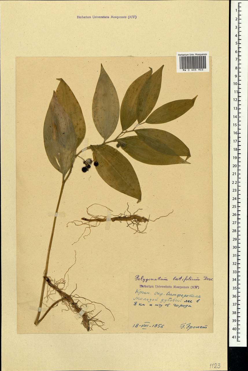 Polygonatum latifolium (Jacq.) Desf., Crimea (KRYM) (Russia)