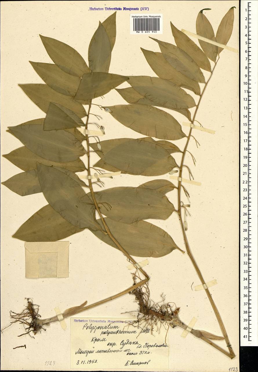 Polygonatum orientale Desf., Crimea (KRYM) (Russia)
