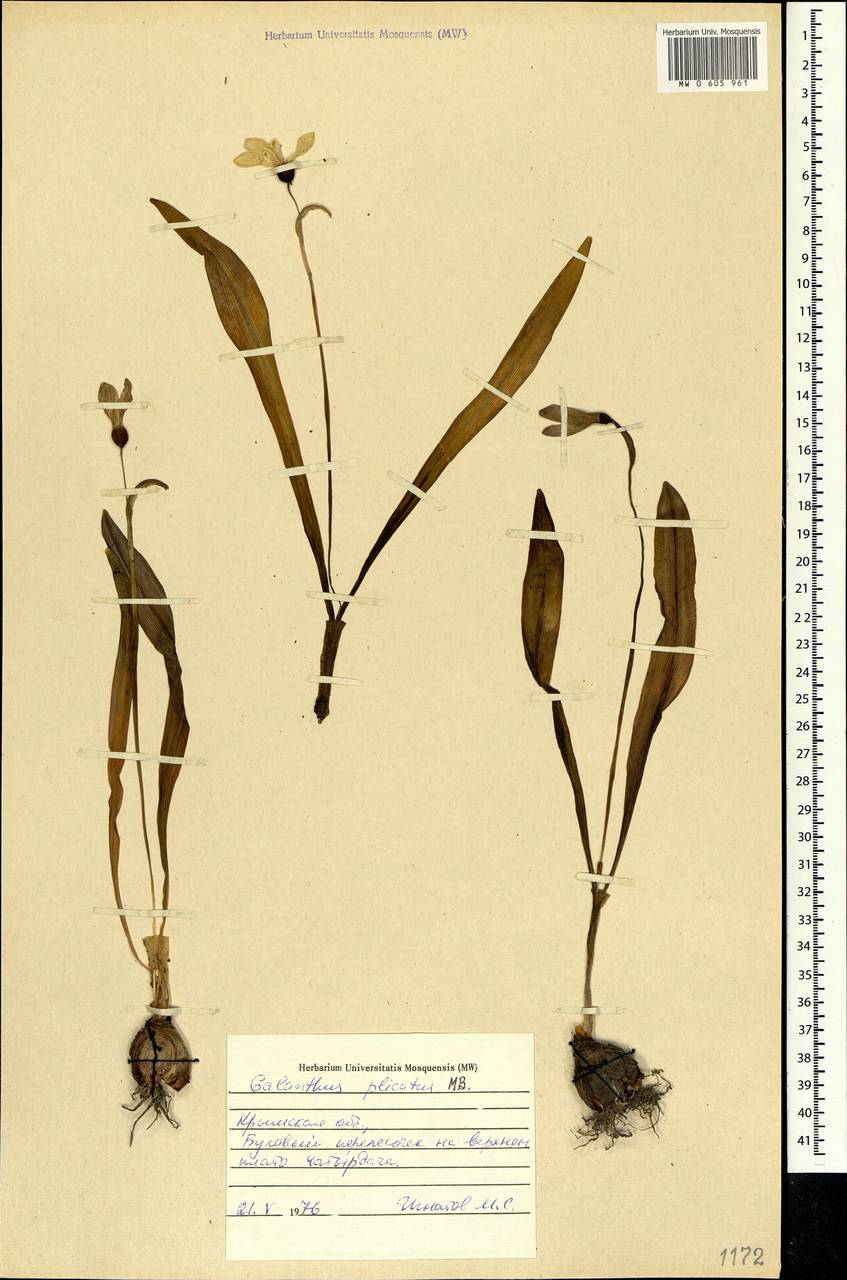 Galanthus plicatus M.Bieb., Crimea (KRYM) (Russia)