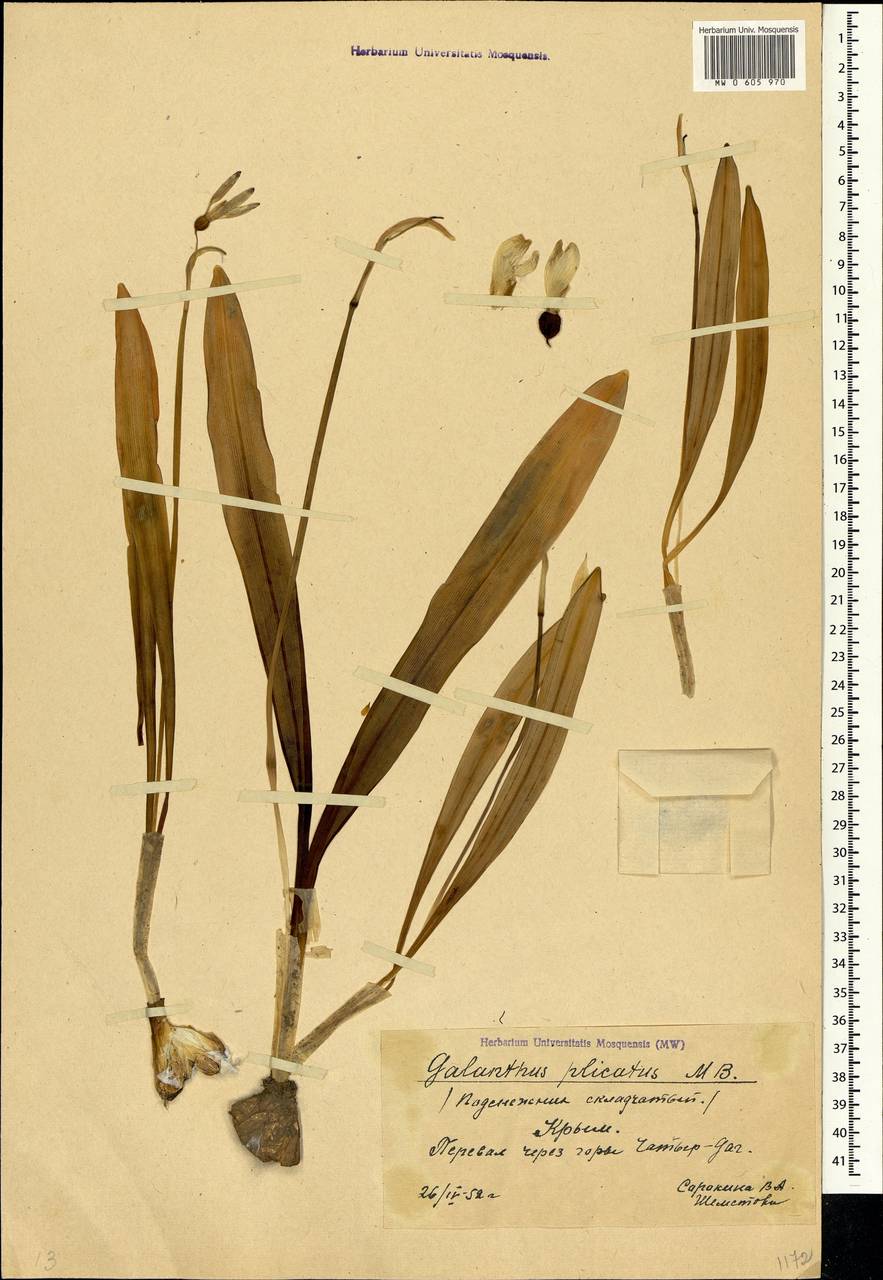 Galanthus plicatus M.Bieb., Crimea (KRYM) (Russia)