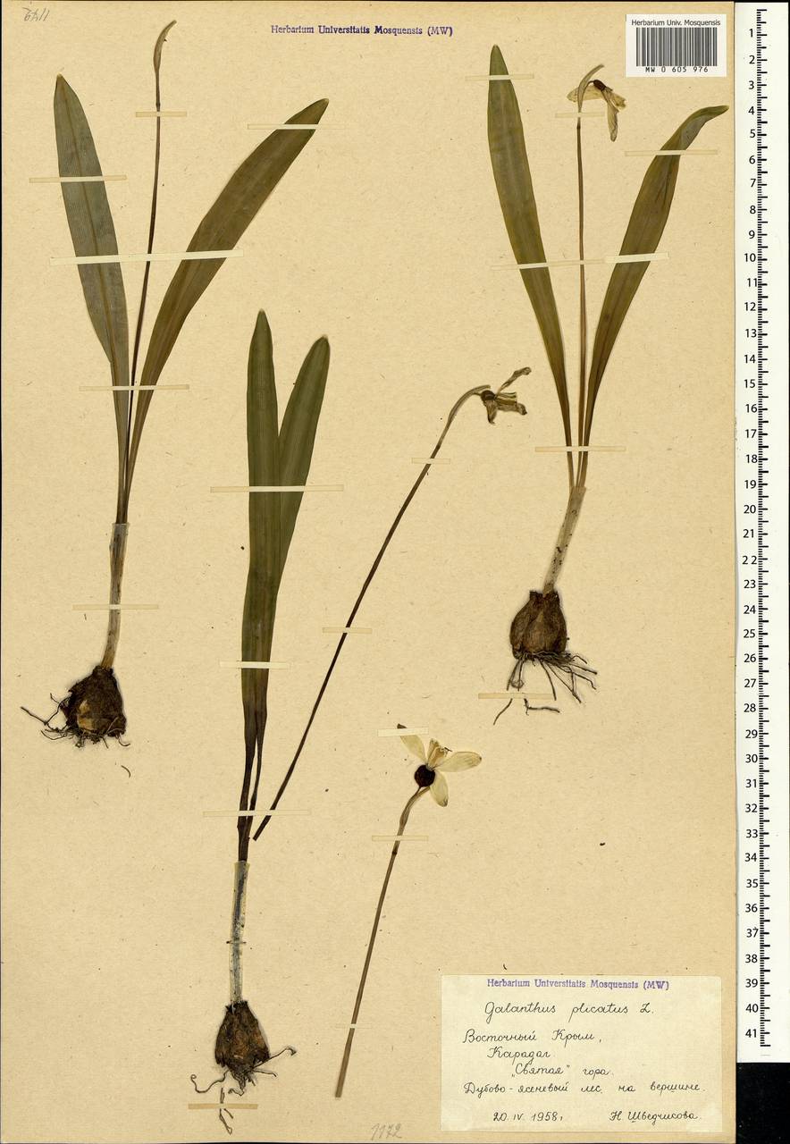 Galanthus plicatus M.Bieb., Crimea (KRYM) (Russia)