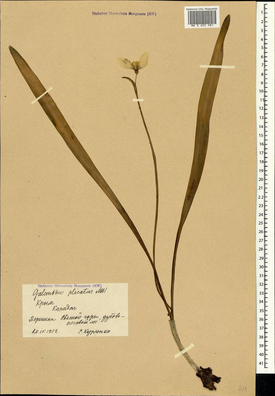 Galanthus plicatus M.Bieb., Crimea (KRYM) (Russia)