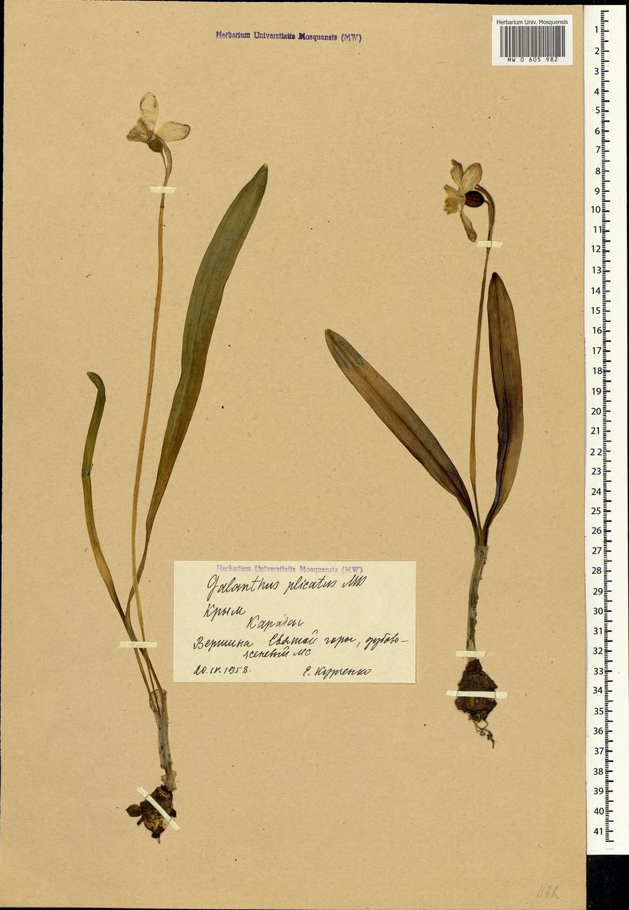 Galanthus plicatus M.Bieb., Crimea (KRYM) (Russia)