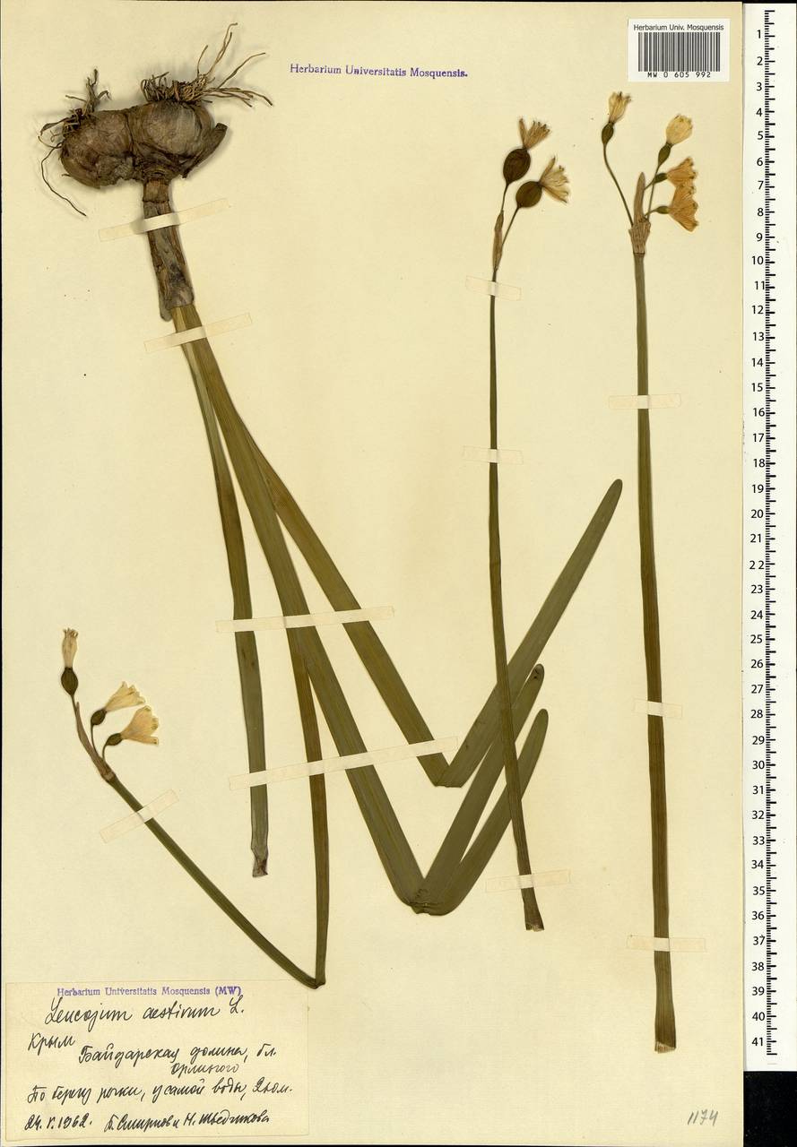 Leucojum aestivum L., Crimea (KRYM) (Russia)