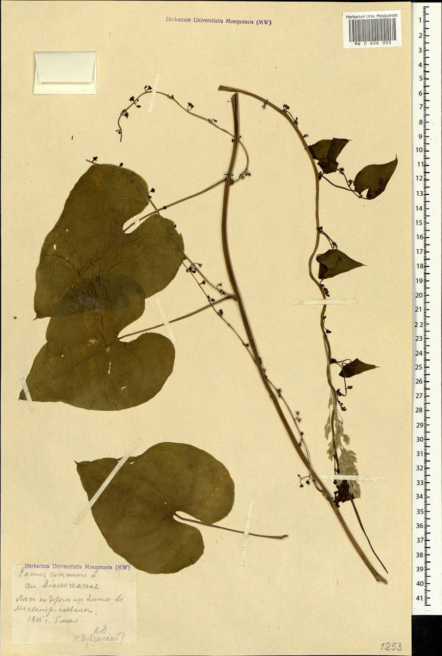 Dioscorea communis (L.) Caddick & Wilkin, Crimea (KRYM) (Russia)