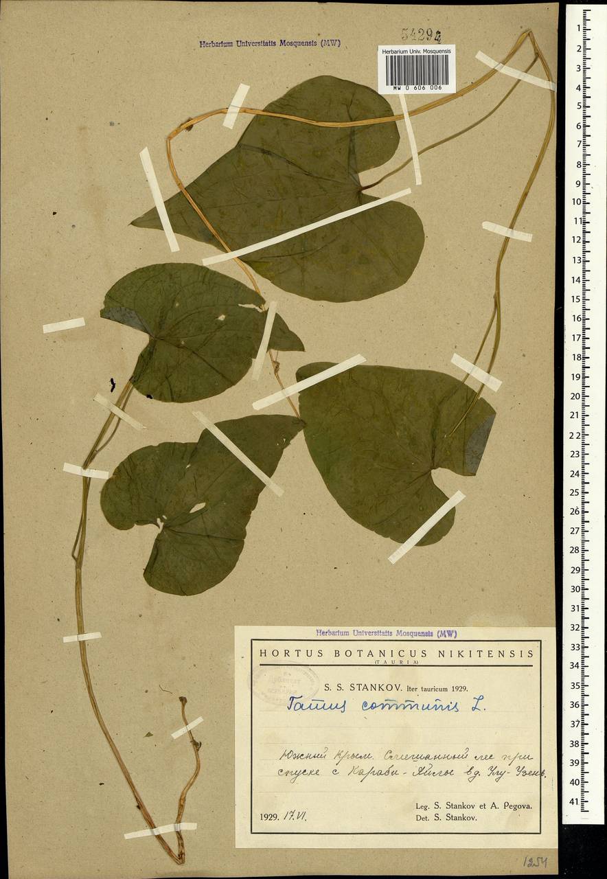 Dioscorea communis (L.) Caddick & Wilkin, Crimea (KRYM) (Russia)