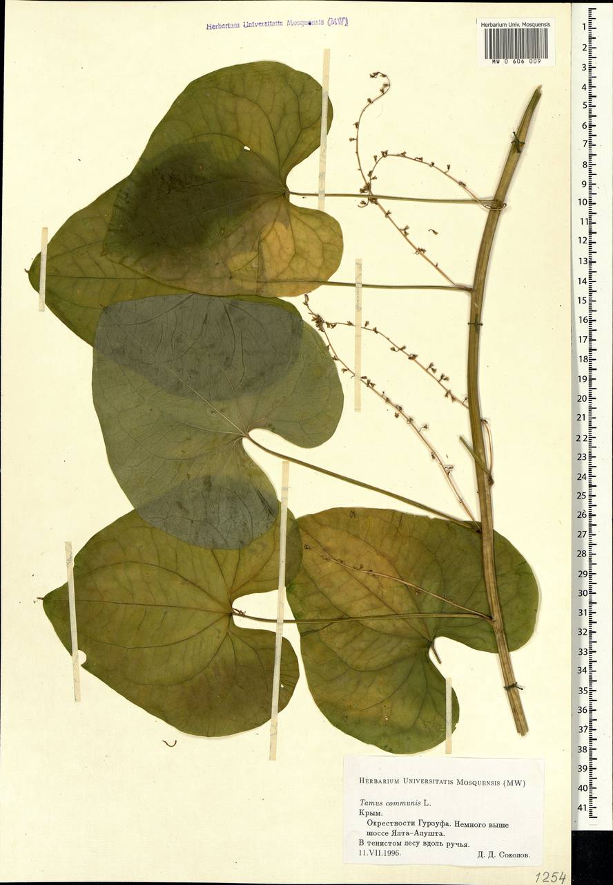 Dioscorea communis (L.) Caddick & Wilkin, Crimea (KRYM) (Russia)