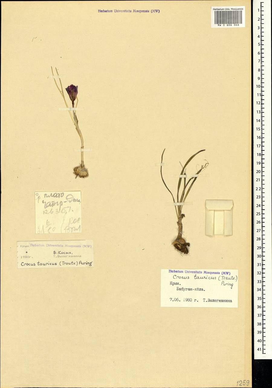 Crocus tauricus (Trautv.) Puring, Crimea (KRYM) (Russia)