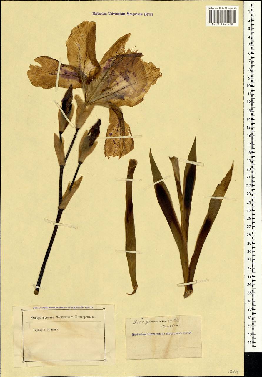 Iris germanica L., Crimea (KRYM) (Russia)