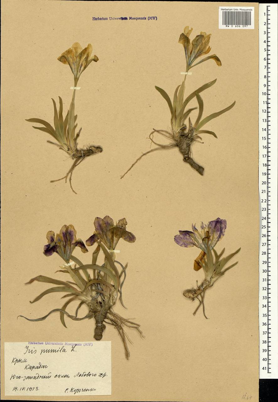 Iris pumila L., Crimea (KRYM) (Russia)