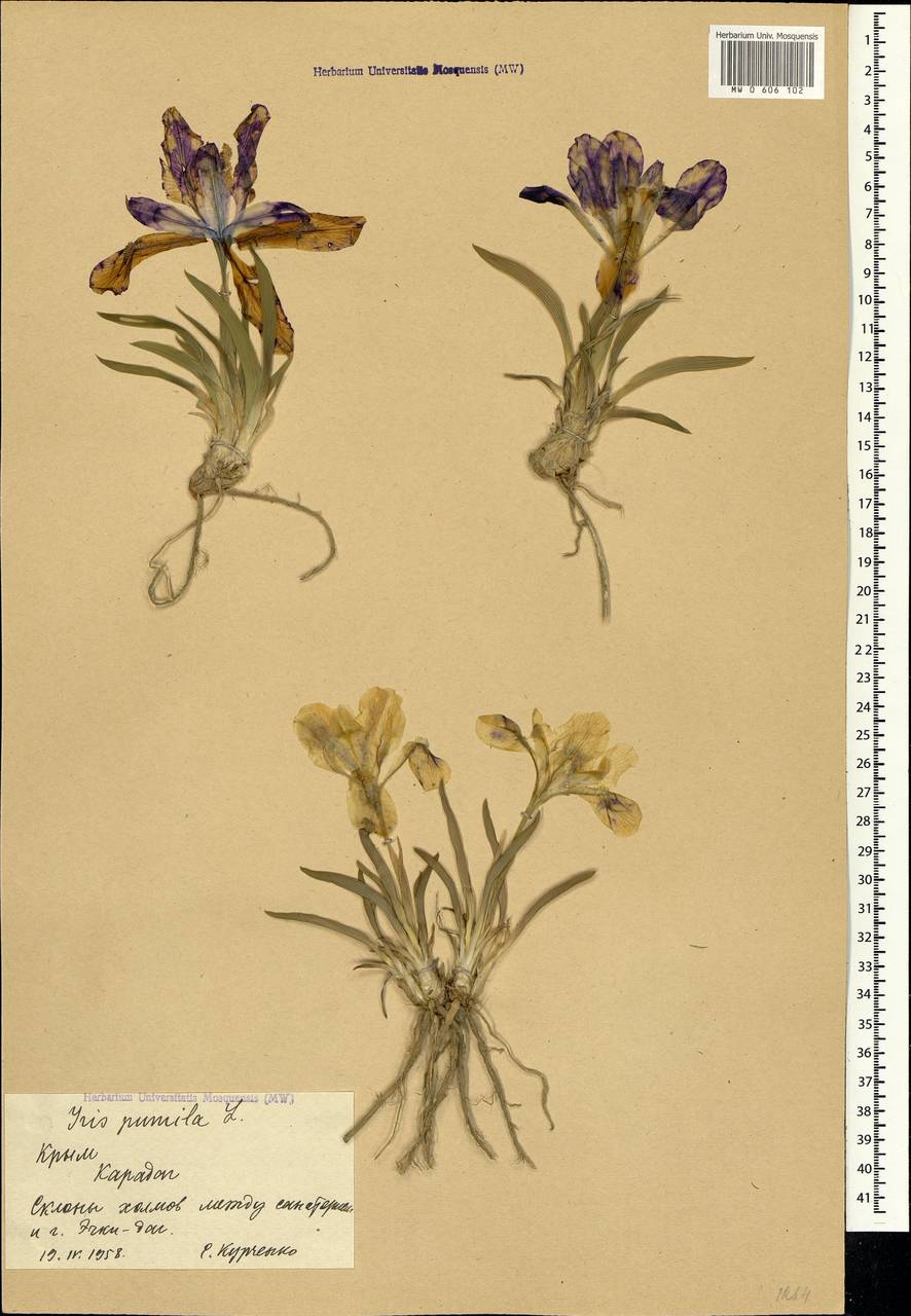 Iris pumila L., Crimea (KRYM) (Russia)