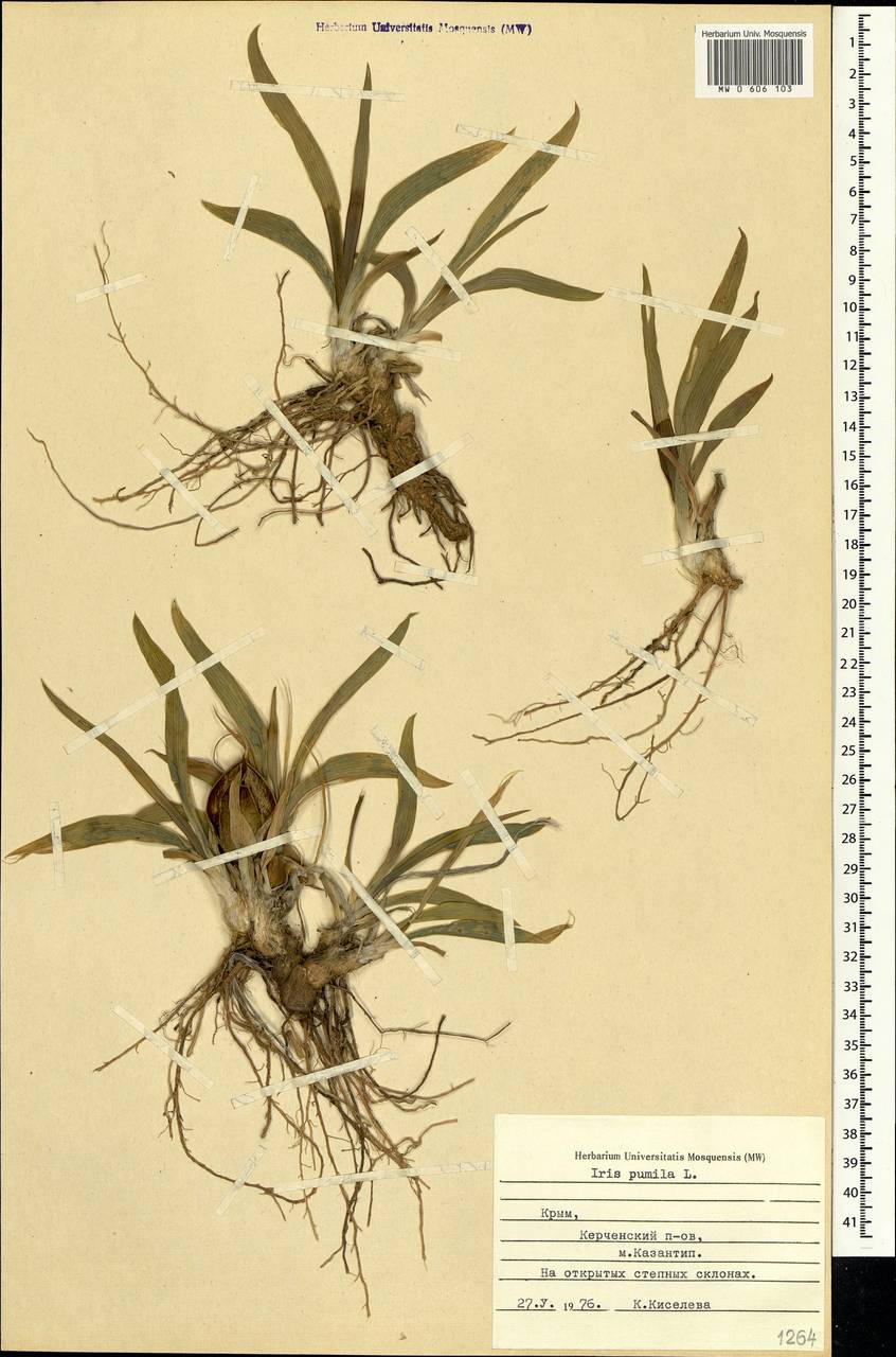 Iris pumila L., Crimea (KRYM) (Russia)