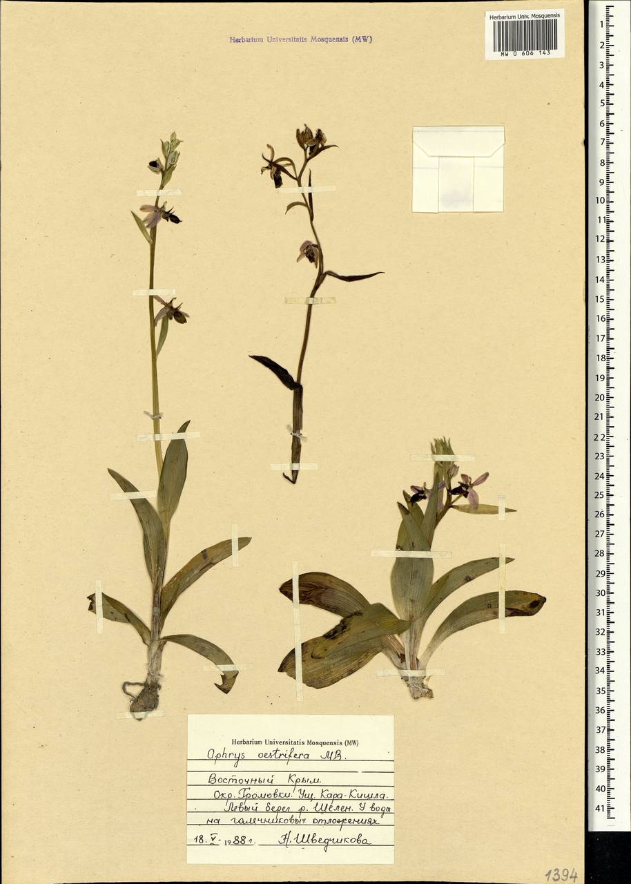 Ophrys scolopax subsp. cornuta (Steven) E.G.Camus, Crimea (KRYM) (Russia)