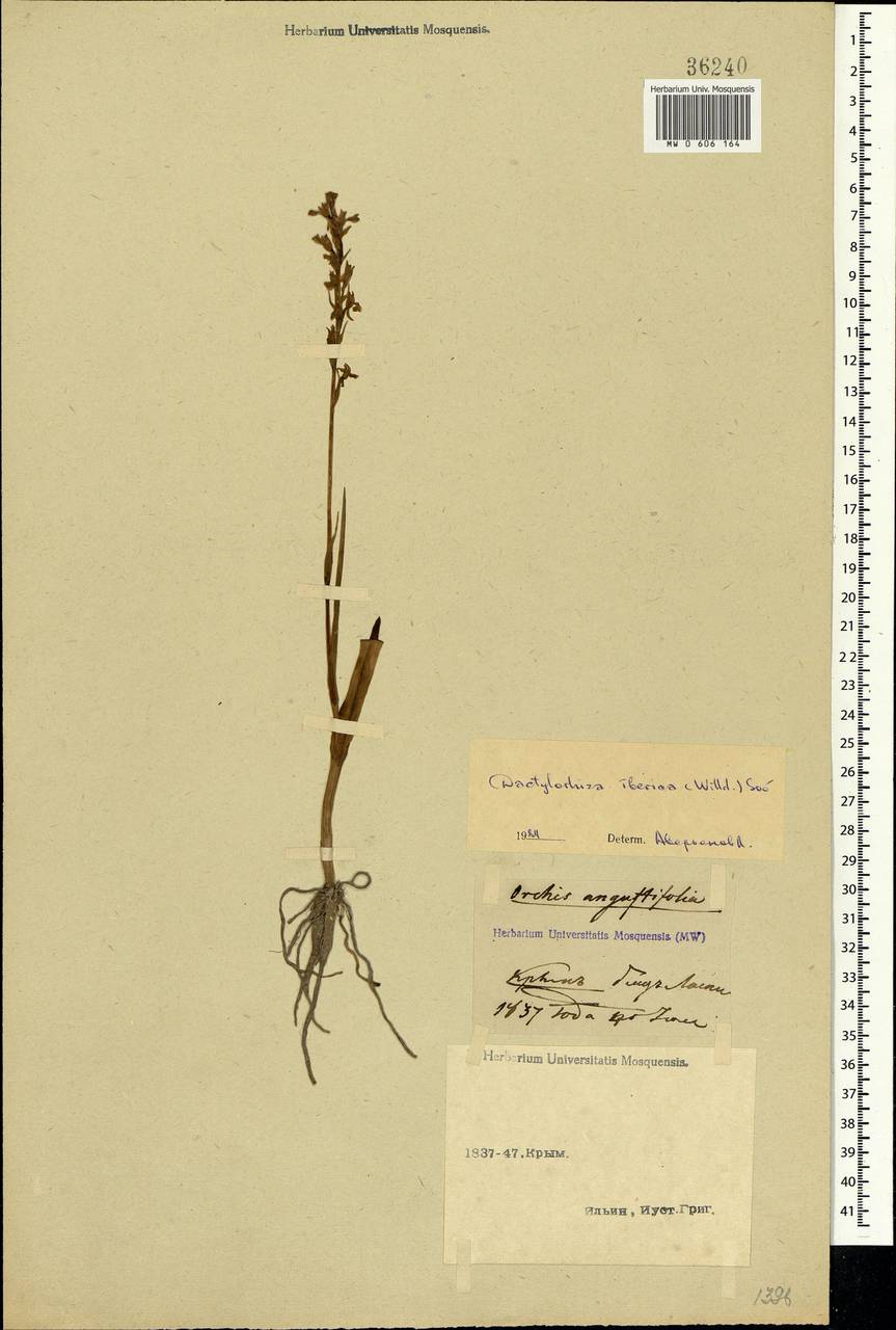 Dactylorhiza iberica (M.Bieb. ex Willd.) Soó, Crimea (KRYM) (Russia)