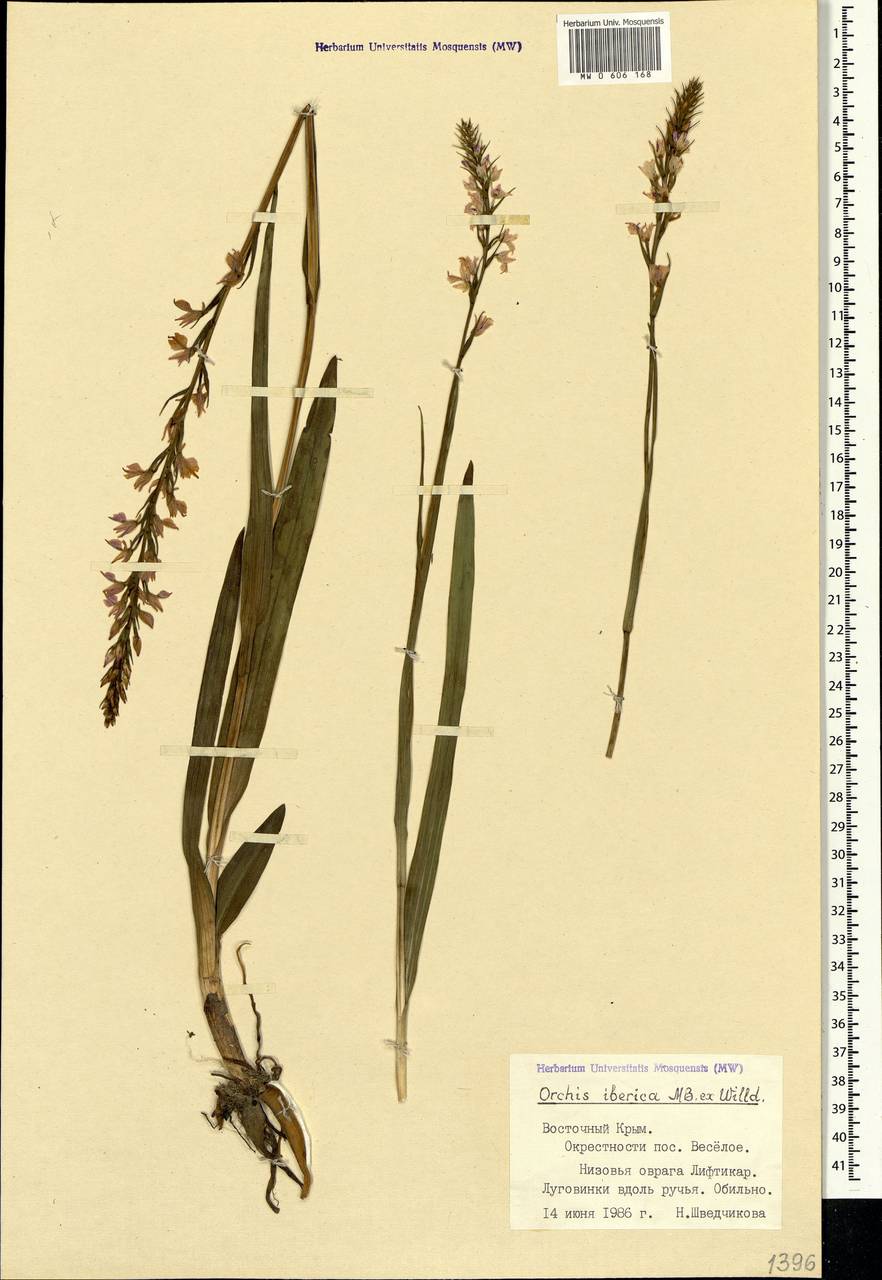 Dactylorhiza iberica (M.Bieb. ex Willd.) Soó, Crimea (KRYM) (Russia)