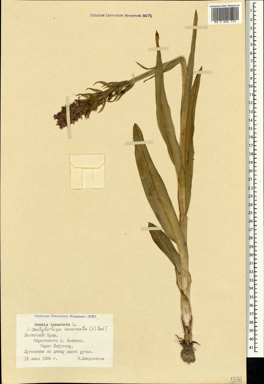 Dactylorhiza incarnata (L.) Soó, Crimea (KRYM) (Russia)