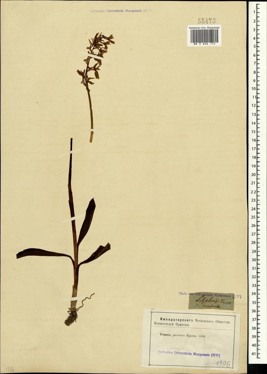 Orchis mascula (L.) L., Crimea (KRYM) (Russia)