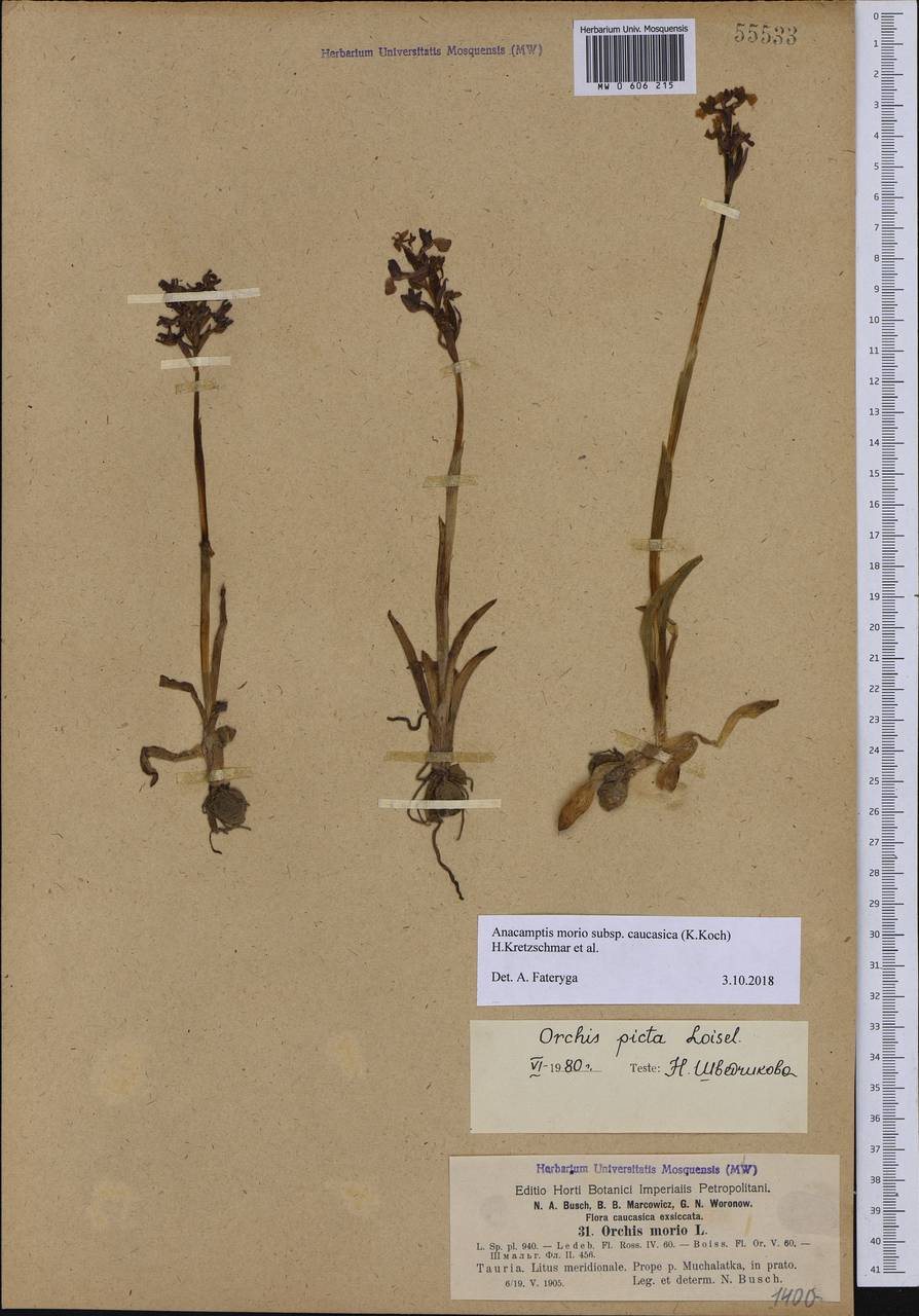 Anacamptis morio subsp. caucasica (K.Koch) H.Kretzschmar, Eccarius & H.Dietr., Crimea (KRYM) (Russia)
