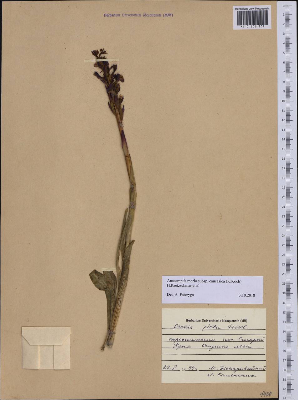 Anacamptis morio subsp. caucasica (K.Koch) H.Kretzschmar, Eccarius & H.Dietr., Crimea (KRYM) (Russia)