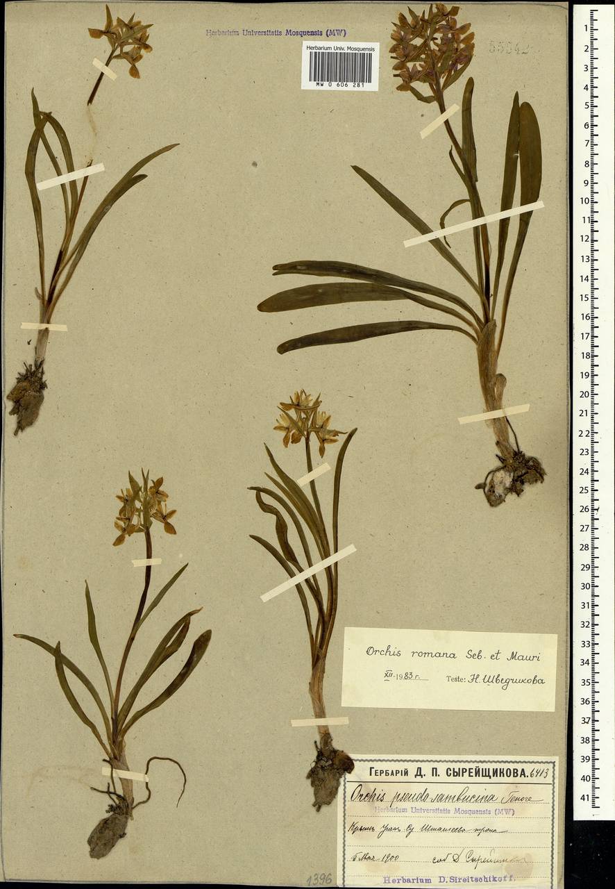 Dactylorhiza romana (Sebast.) Soó, Crimea (KRYM) (Russia)