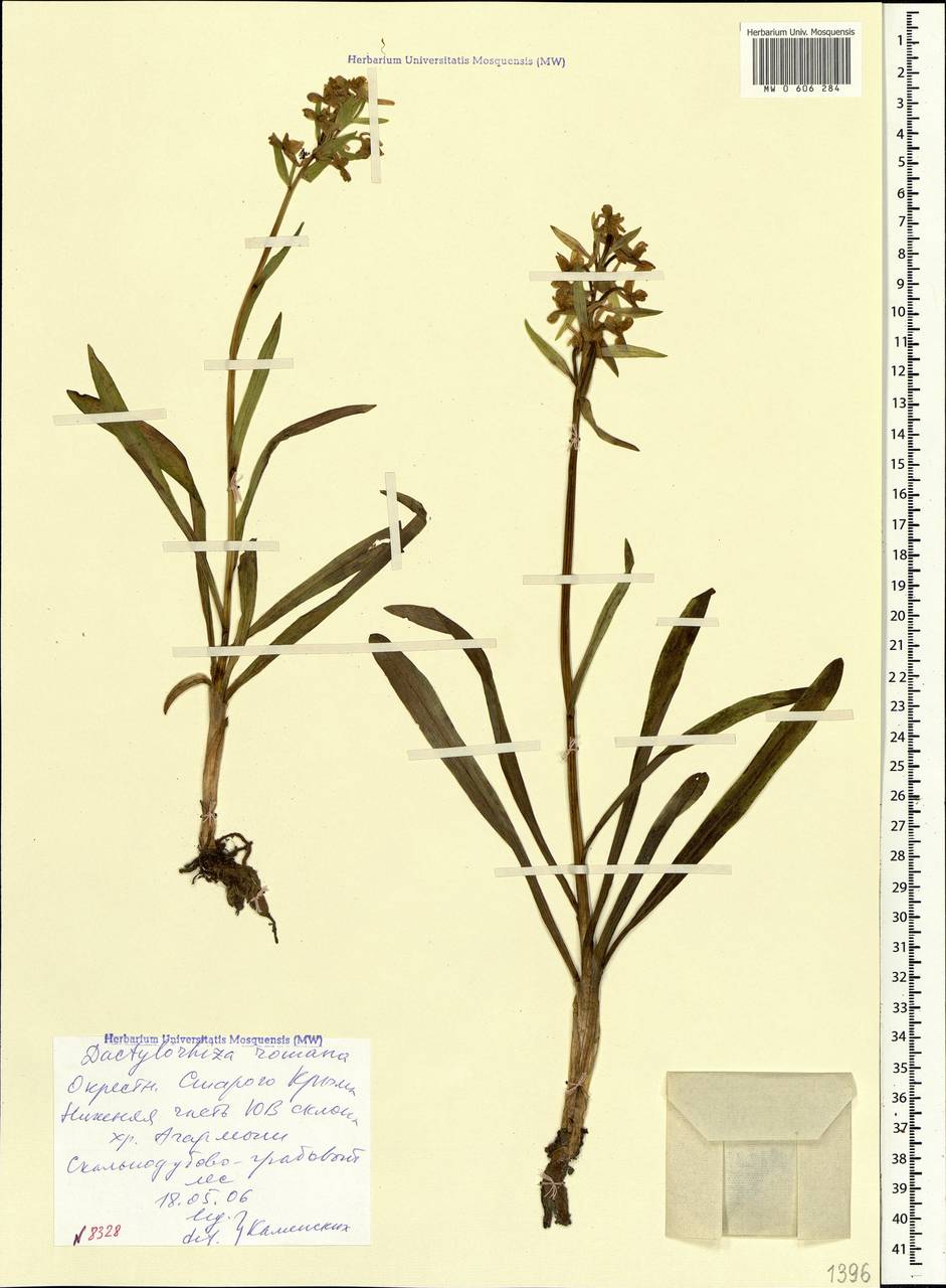 Dactylorhiza romana (Sebast.) Soó, Crimea (KRYM) (Russia)