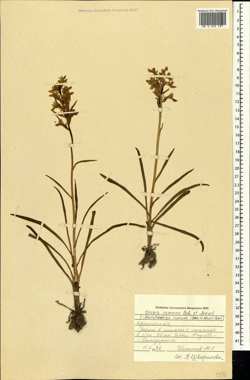 Dactylorhiza romana (Sebast.) Soó, Crimea (KRYM) (Russia)