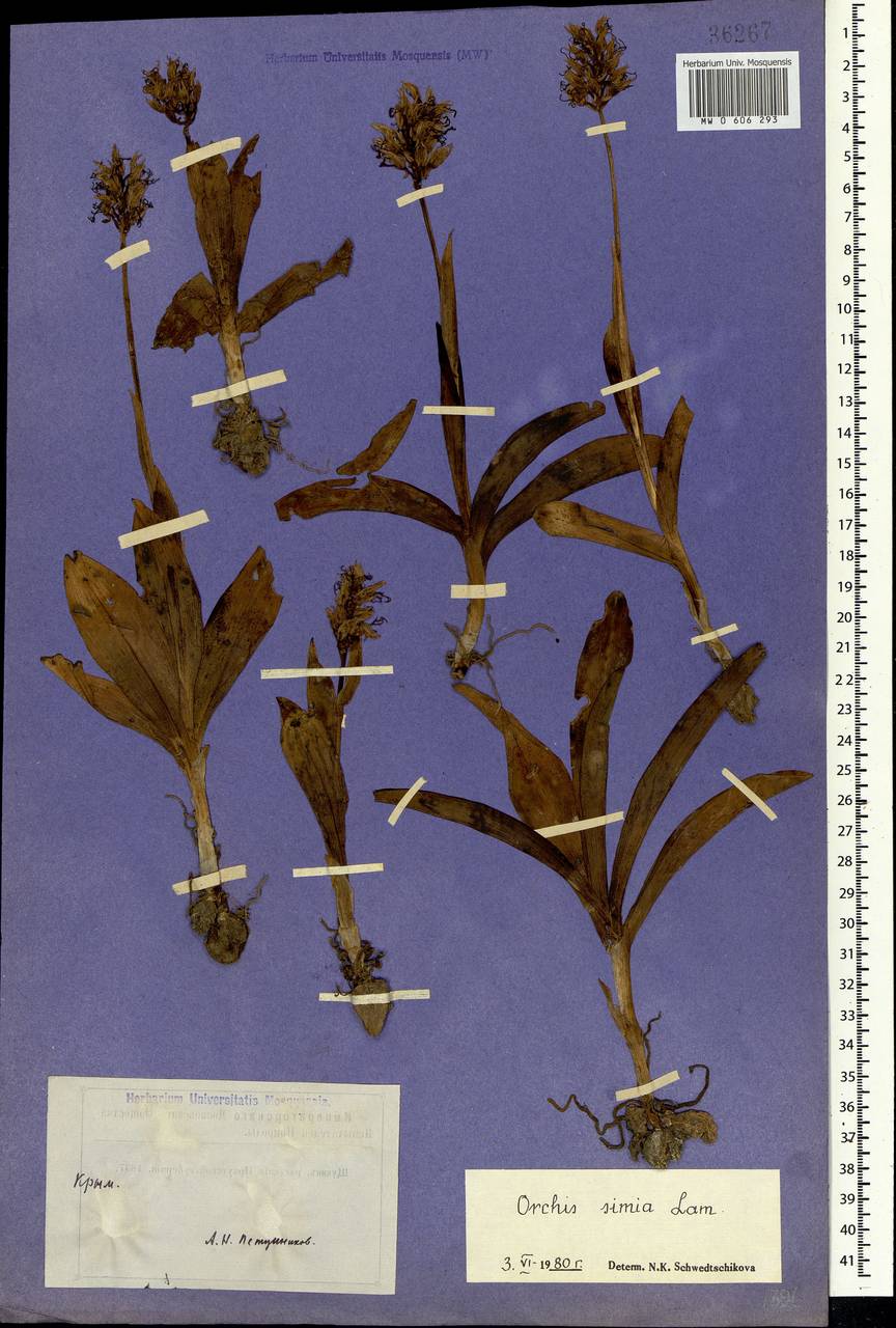 Orchis simia Lam., Crimea (KRYM) (Russia)