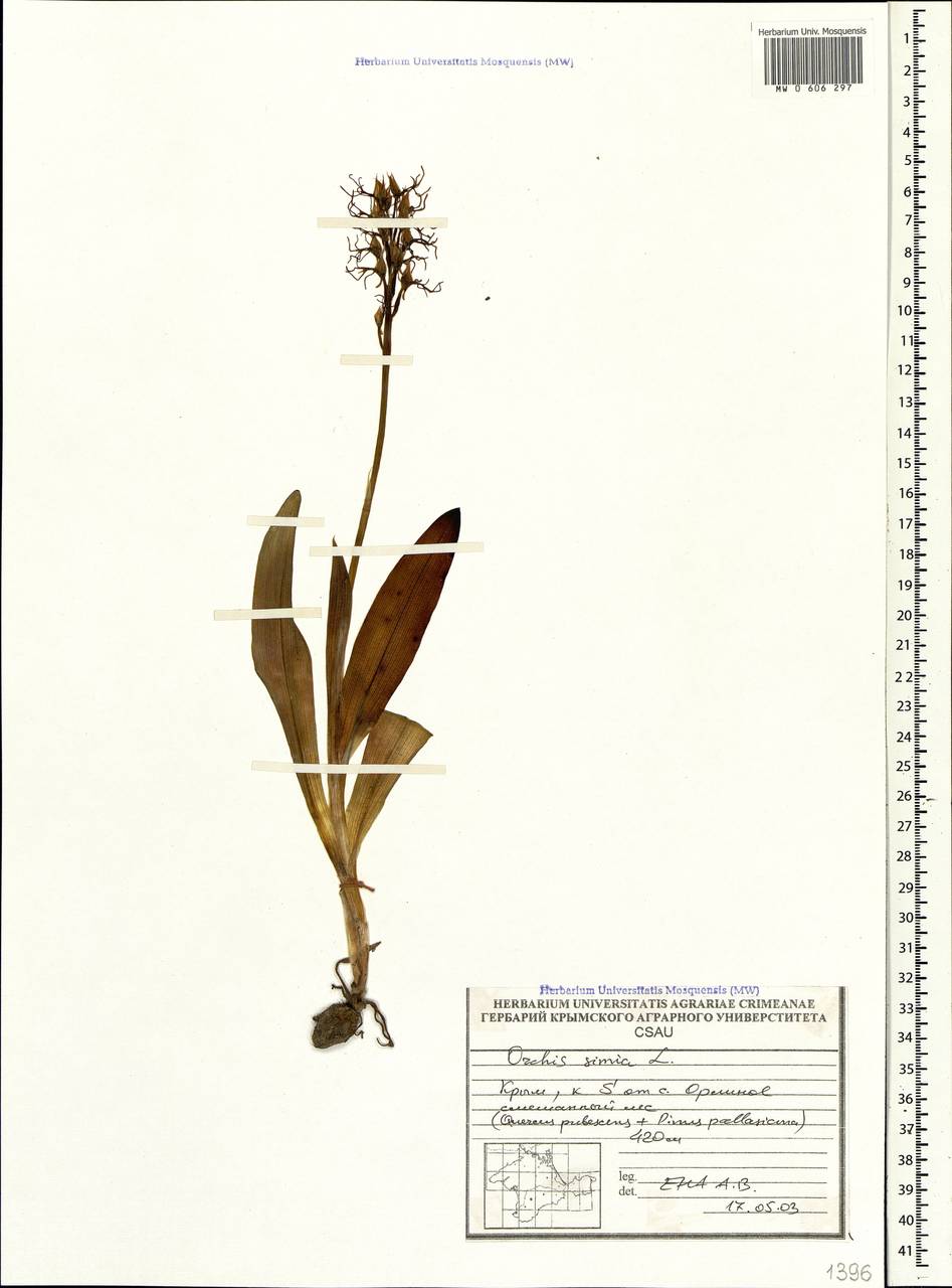 Orchis simia Lam., Crimea (KRYM) (Russia)