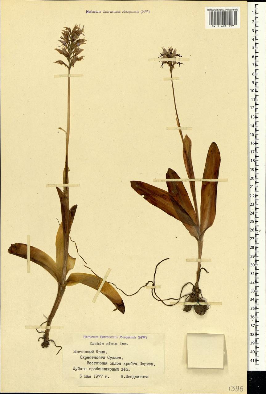 Orchis simia Lam., Crimea (KRYM) (Russia)