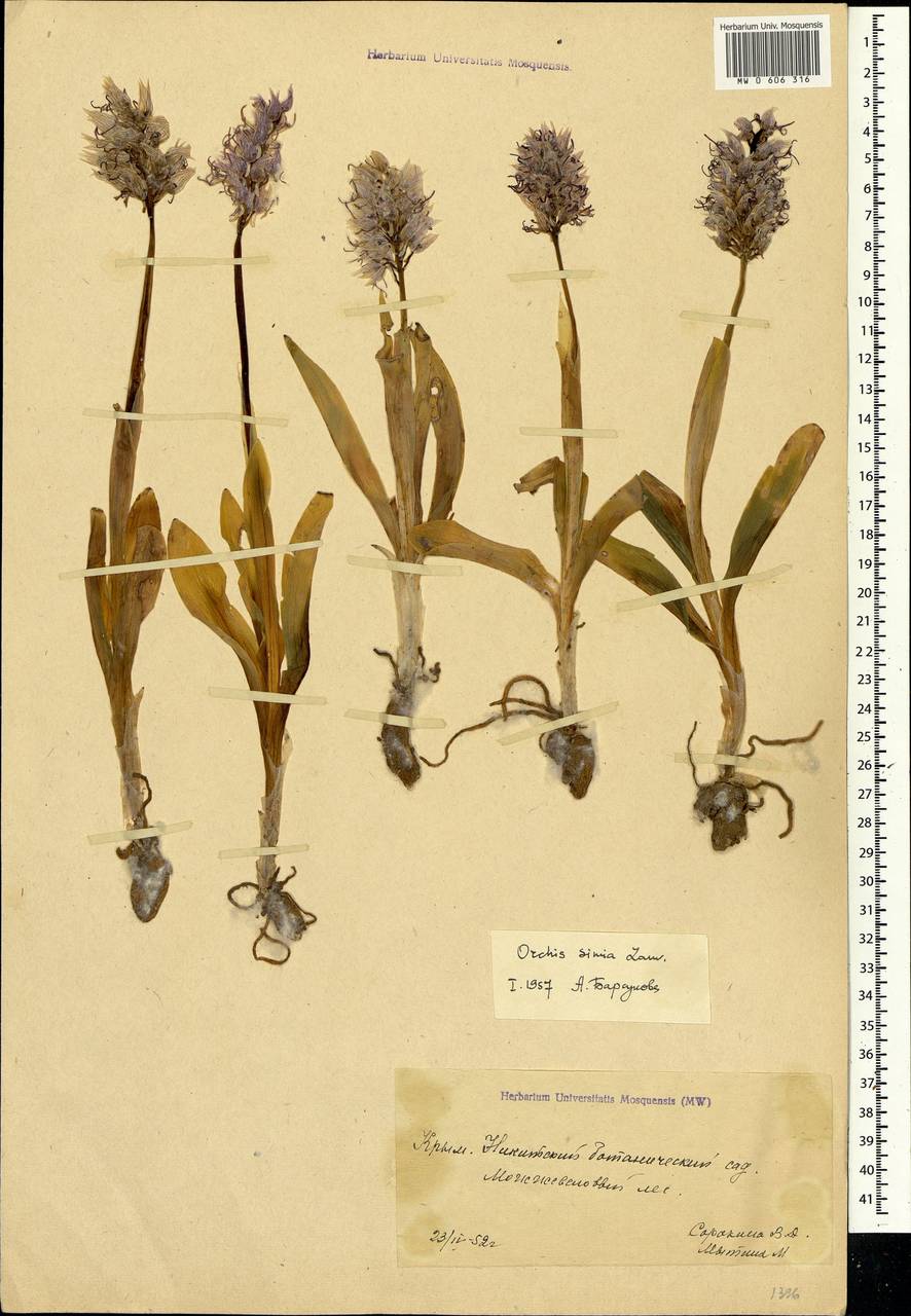 Orchis simia Lam., Crimea (KRYM) (Russia)