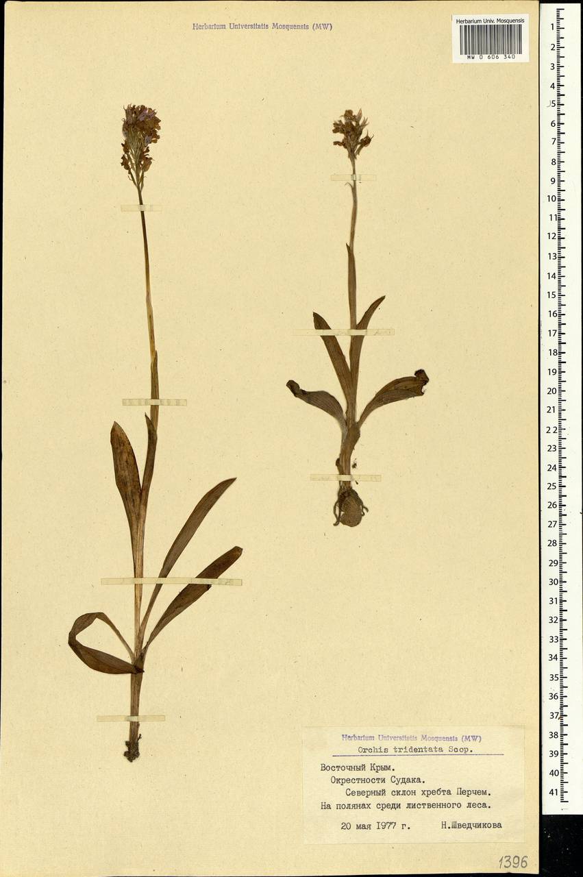 Neotinea tridentata (Scop.) R.M.Bateman, Pridgeon & M.W.Chase, Crimea (KRYM) (Russia)
