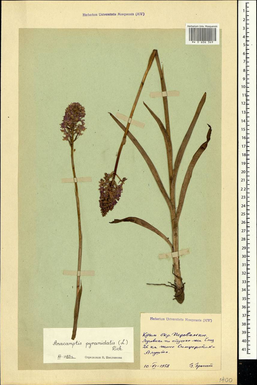 Anacamptis pyramidalis (L.) Rich., Crimea (KRYM) (Russia)