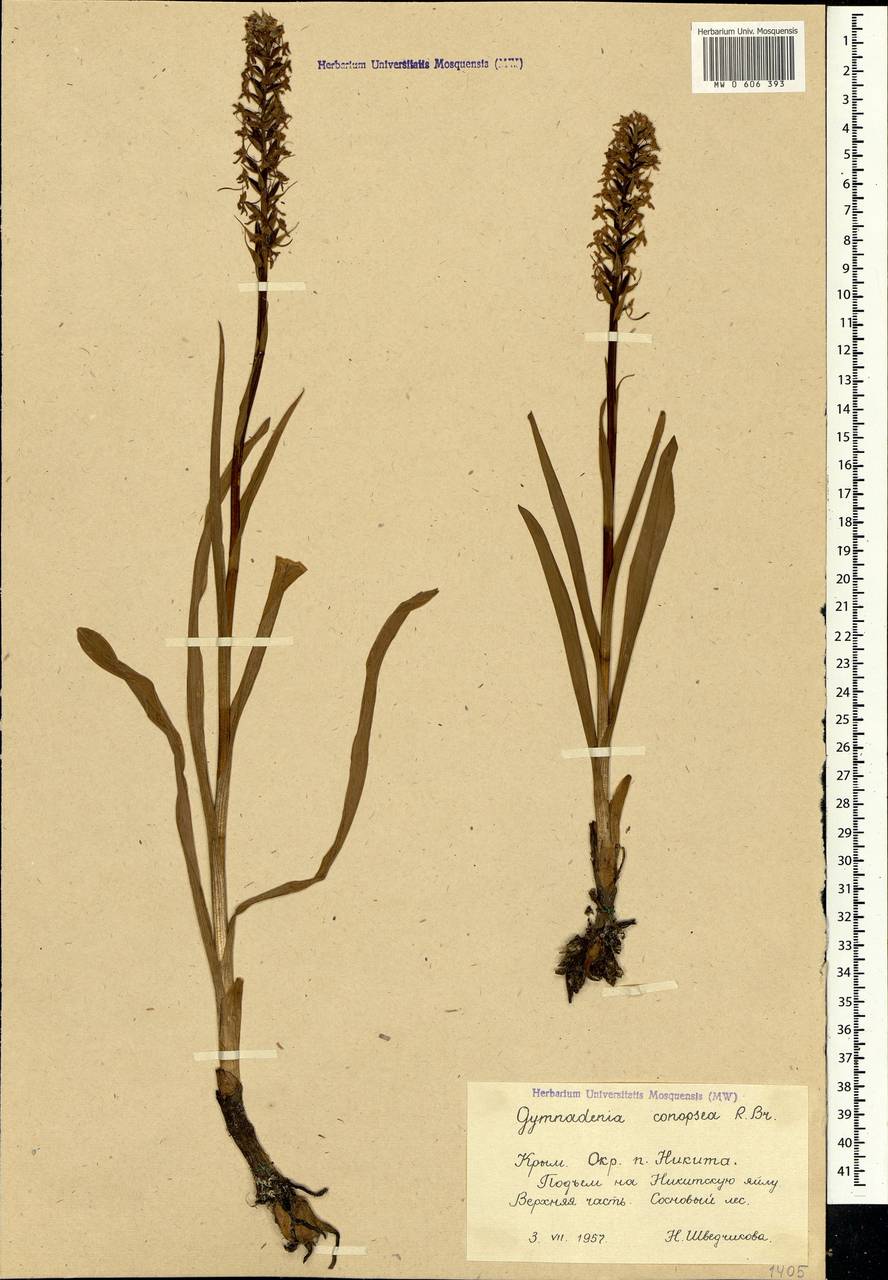 Gymnadenia conopsea (L.) R.Br., Crimea (KRYM) (Russia)