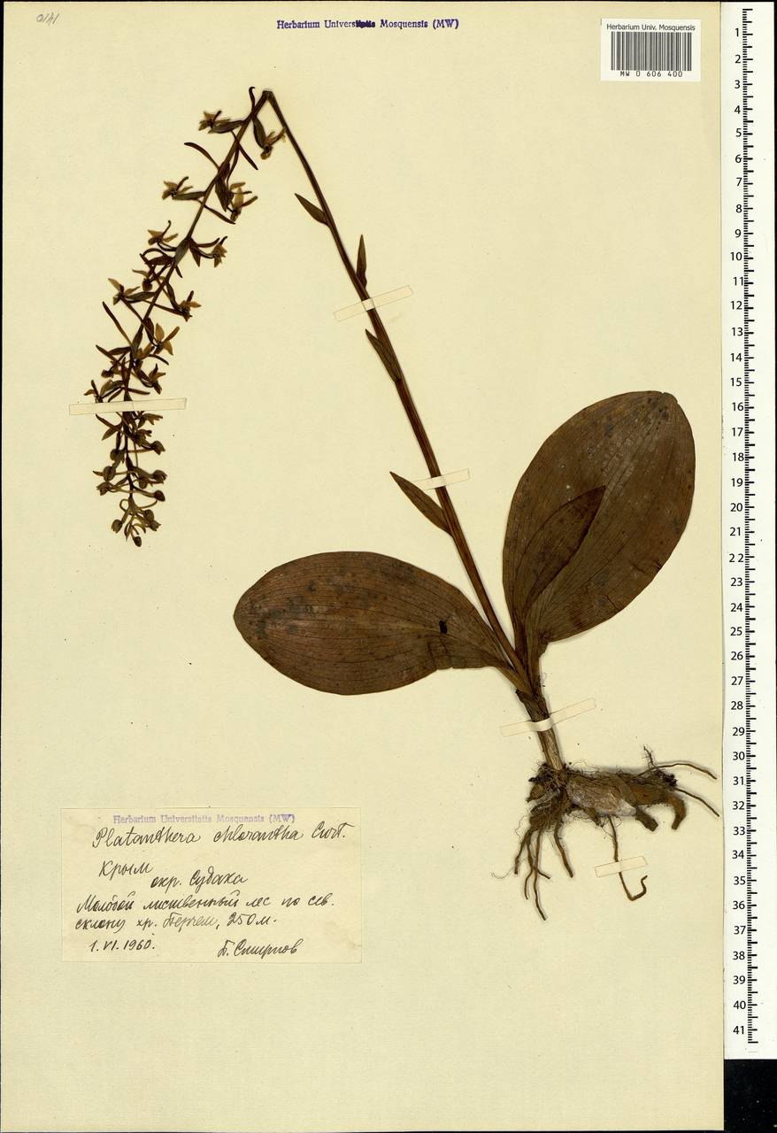 Platanthera chlorantha (Custer) Rchb., Crimea (KRYM) (Russia)