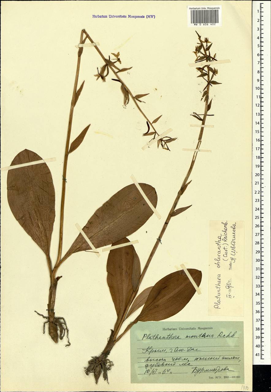 Platanthera chlorantha (Custer) Rchb., Crimea (KRYM) (Russia)