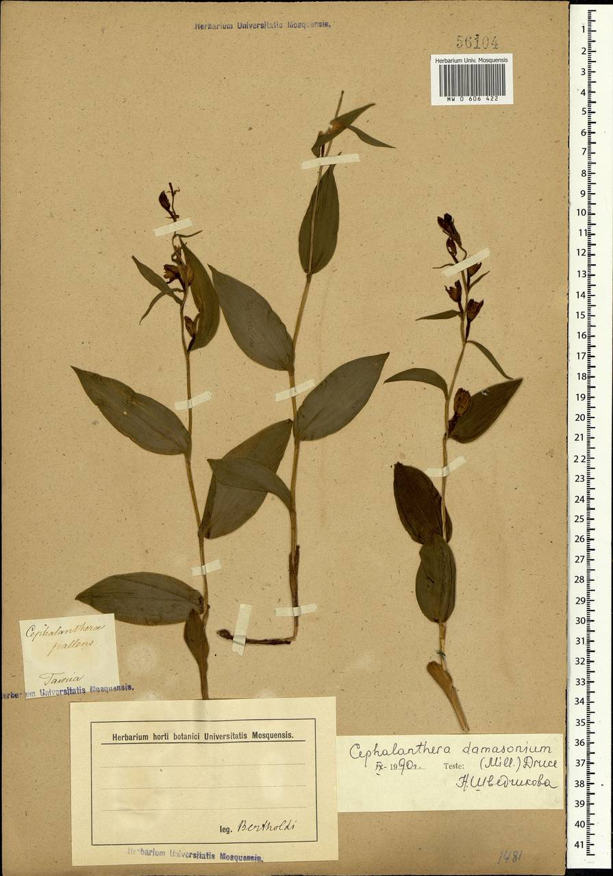 Cephalanthera damasonium (Mill.) Druce, Crimea (KRYM) (Russia)