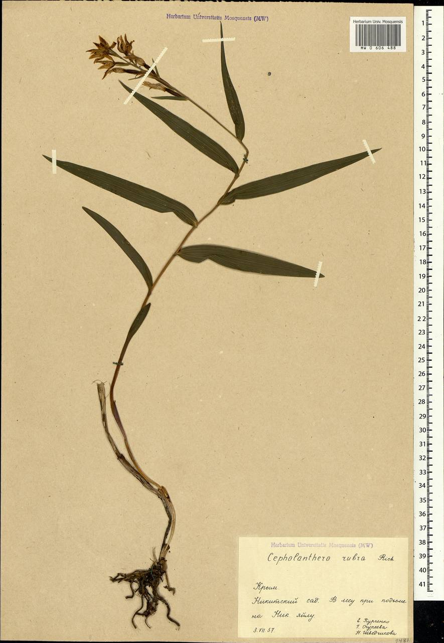 Cephalanthera rubra (L.) Rich., Crimea (KRYM) (Russia)