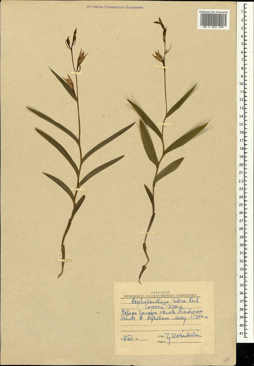 Cephalanthera rubra (L.) Rich., Crimea (KRYM) (Russia)