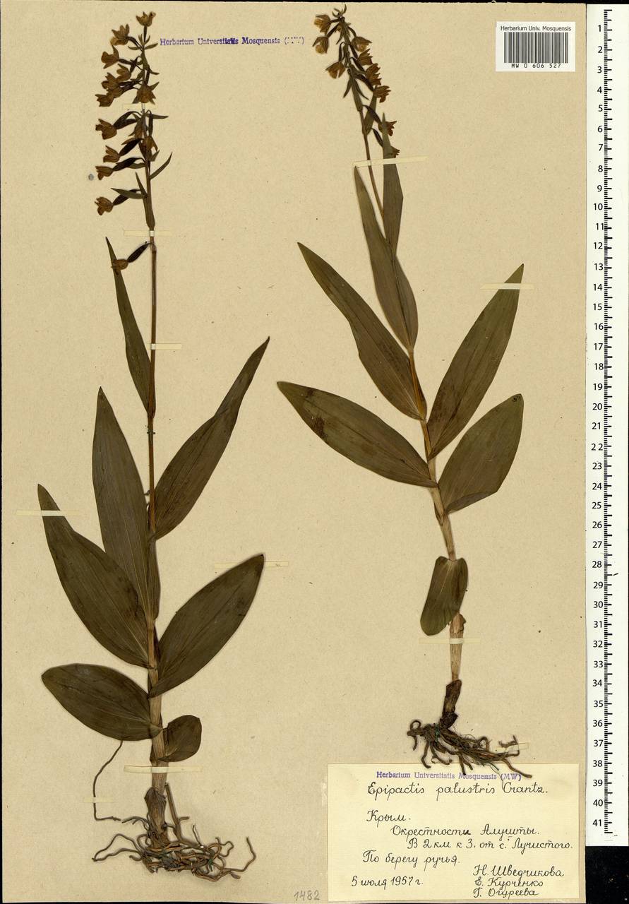 Epipactis palustris (L.) Crantz, Crimea (KRYM) (Russia)